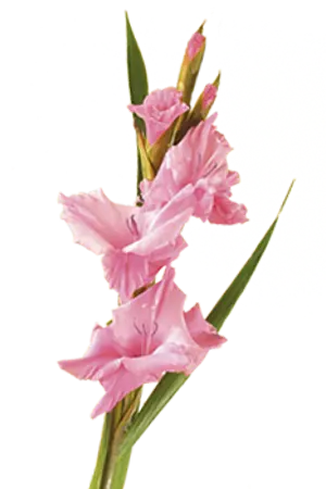 ปกนิยาย Because of you เพราะรักกำหนดโดยคุณ