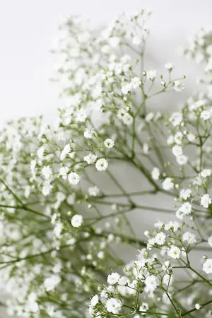 ปกนิยาย [LISOO] YOUR BABY'S BREATH #ดอกไม้กับลิซู