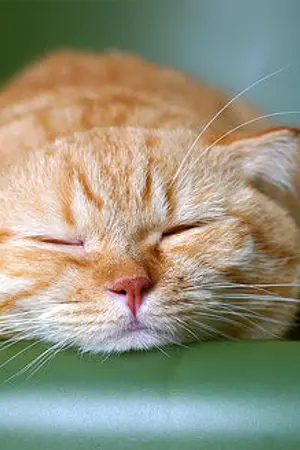 ปกนิยาย แผนการ(รัก)ของนายขี้เซา