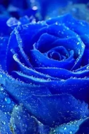 ปกนิยาย The Plans [Fic.WonHyuk KyuMin KiHae YeWook KangTeuk HanChul]