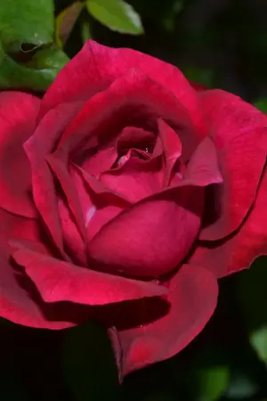 ปกนิยาย หลงภพบรรจบรัก