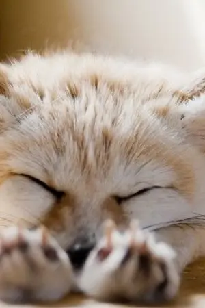 ปกนิยาย Fennec Fox ท่องแดนทะเลทราย