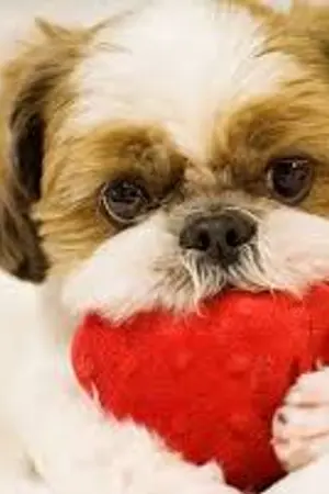 ปกนิยาย lovely you Snow