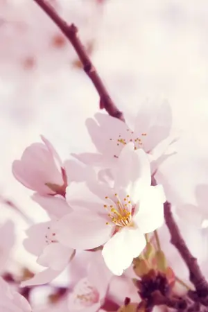 ปกนิยาย 🌸 Promise สัญญารักดอกท้อ 🌸 - ChengKun(เฉิงคุน) ft.Nine Percent, TFBOYS, etc...