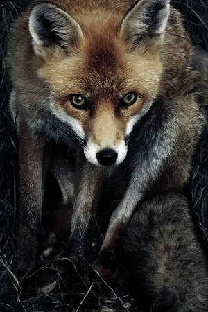 ปกนิยาย Alegria เมืองที่ถูกพระเจ้าทอดทิ้ง