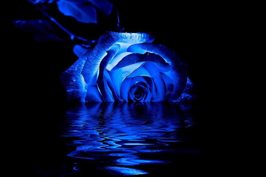 ผล๥าร๨้นหารูปภาพสำ​หรับ blue rose
