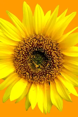 ปกนิยาย Wish you love me again - Chanbaek