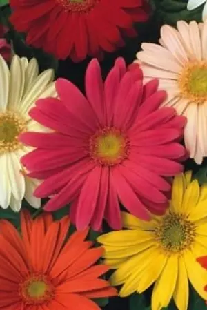 ปกนิยาย BD Forever :: รักนิรันดร์