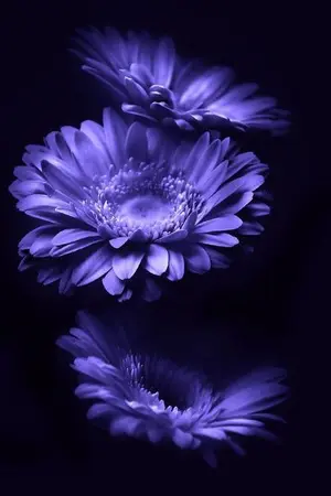 ปกนิยาย ลัลละไบ