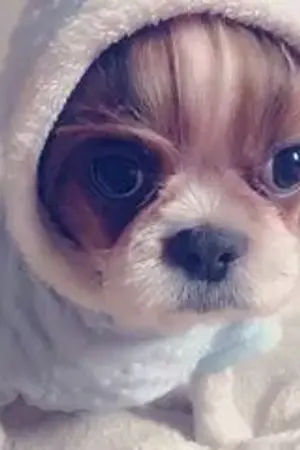 ปกนิยาย เนื้อเพลง I'm a butterfly - 97 lines