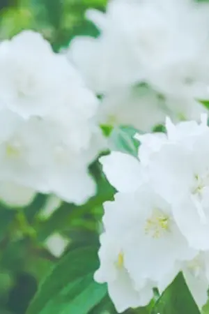 ปกนิยาย [ NCT ] BE MY JASMINE