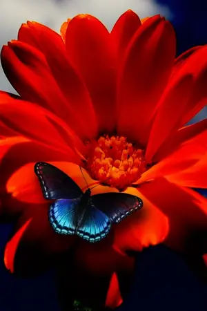 ปกนิยาย [Fic KNB]ตำนานรักจักรพรรดินี(Akakuro)