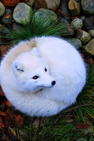 ปกนิยาย I'm the Nine Tails Fox ข้าคือจิ้งจอกตัวโปรดของดยุกปีศาจ!?