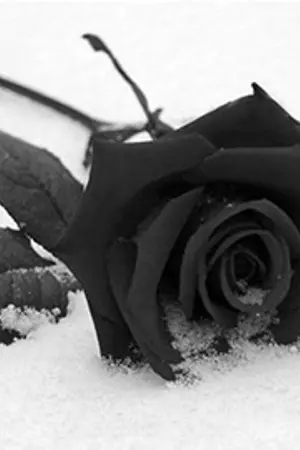 ปกนิยาย Black rose ทวงแค้น แสนรัก