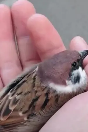 ปกนิยาย Fanfiction[one shot]