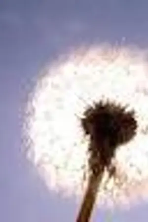 ปกนิยาย Dandelion { YAOI }