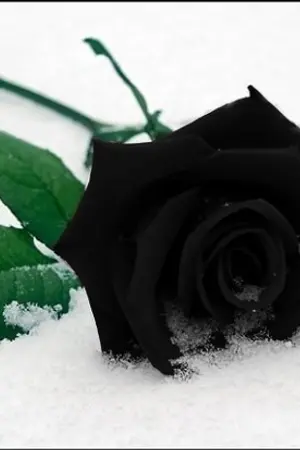 ปกนิยาย [ROSE] Eternal Flame  #BNior