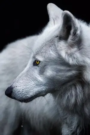 ปกนิยาย {Omegaverse} NCT คนแพ้ #JaeTen #LuTen ฟิค Lost together