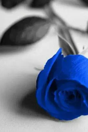 ปกนิยาย BLUE ความลับของกุหลาบสีน้ำเงิน