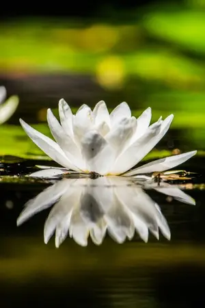 ปกนิยาย ร้อยชั่ง