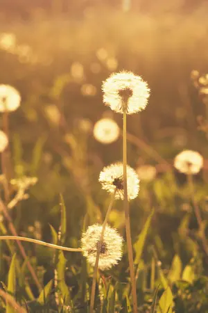 ปกนิยาย ☼ all of v : sf/os ' vga - taegi