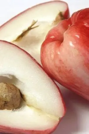 ปกนิยาย YAOI: on your command, my lord  #ปรนนิบัติวัตถาก