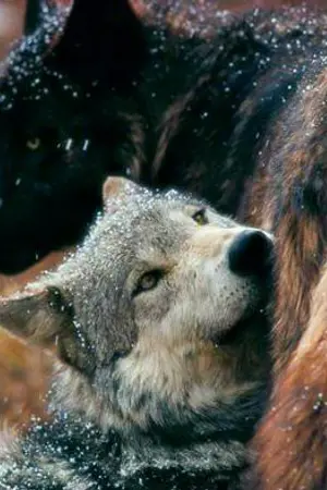 ปกนิยาย DC.The Series❆GLOWING-HEART-WOLF