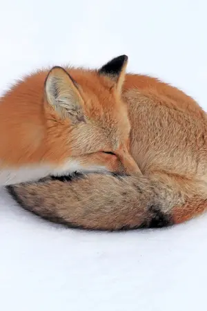 ปกนิยาย Sleeping Fox Diary