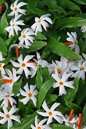 ปกนิยาย บ่วงภักดิ์ (จะรักเธอทุกชาติไป)