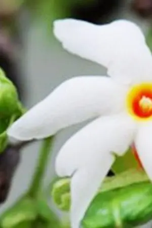 ปกนิยาย ทวิมาลา (หนูพุดจาก บ่วงภักดิ์(จะรักเธอทุกชาติไป))