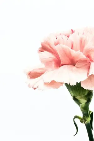 ปกนิยาย ดวงใจจ้าวทัพ (Yaoi,BL)