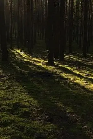 ปกนิยาย วอนสายลมและผืนป่า