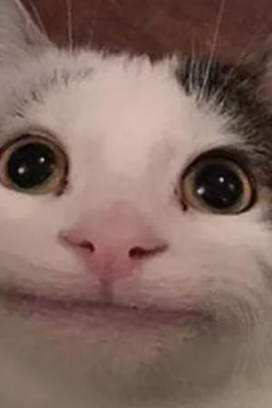 ตูนดีดี