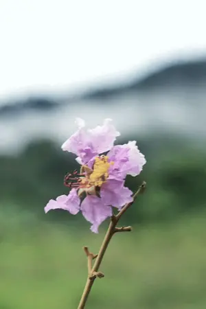 ปกนิยาย ดอกไม้กลางสายฝน