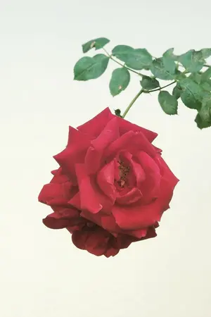 ปกนิยาย I don't know ผมนี่ช่างไม่รู้อะไรเลย [YAOI]