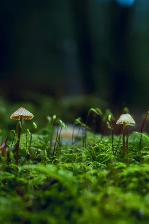 ปกนิยาย เหนื่อยครับ อยากปลูกผักแถบชานเมือง