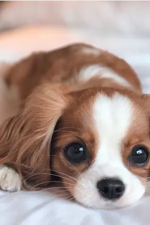 ปกนิยาย หลงเงา