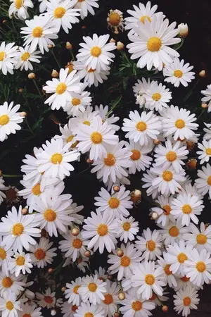 ปกนิยาย (kaido) ❀ between us