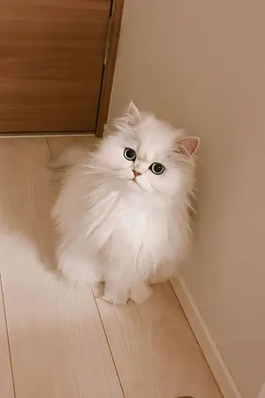 ปกนิยาย She is this CAT!!