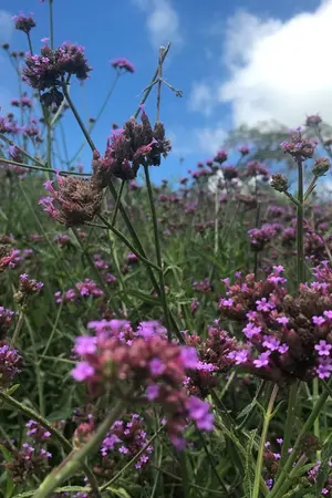 ปกนิยาย พร่างพราวกลางใจมาร (จองชื่อ)