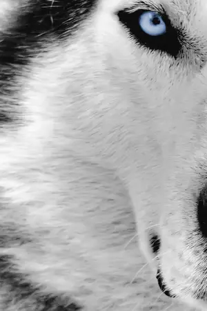 ปกนิยาย Silver wolf มนต์รักรัตติกาล