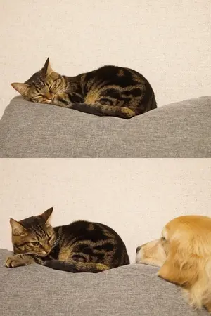 ปกนิยาย NO! I Don't!!