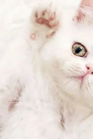 ปกนิยาย Meow Meow ทาสรักป๊ะป๋ามาเฟีย