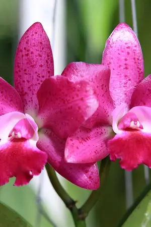 ปกนิยาย ห่วงกล้วยไม้-เลย์เฉิน