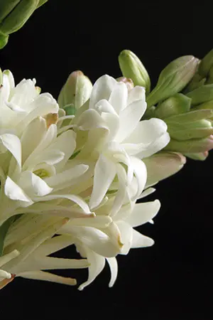 ปกนิยาย เรือนซ่อนกลิ่น-ไคฮุน