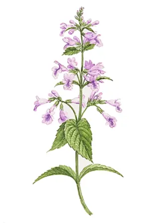 ปกนิยาย (sf/os) ✽ catnip store | #binguk #บินกุก