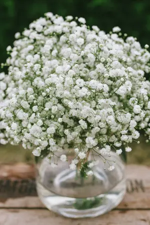 ปกนิยาย Gypsophila [SF/OF KRISLAY  HUNLAY LUMIN]