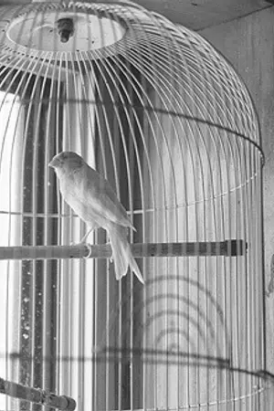 ปกนิยาย [Fic Bts]     ห้ามรัก     (Jikook ft.BTS)