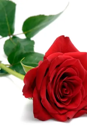 ปกนิยาย Knb : Rose Paradise [ Midotaka ]