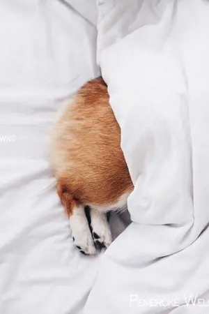 ปกนิยาย [OS] CHANBAEK+EXO  by:Toomtam